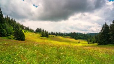 Günbatımından önceki altın saat, Bulgaristan 'daki kozalaklı ağaçlar ve Rodop Dağları ile çevrili pitoresk yaz çayırlarıyla doluyor.
