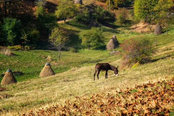 Prachtig Herfstuitzicht Met Een Ezel Grazend Een Herfstbergweide Balkangebergte Bulgarije — Stockfoto