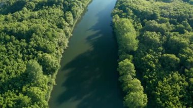 Bulgaristan 'ın Veleka Nehri' nin yoğun yeşil ormanı ile çevrili geniş bir nehrin sakin yeşil suları üzerinde insansız hava aracı uçuşu.