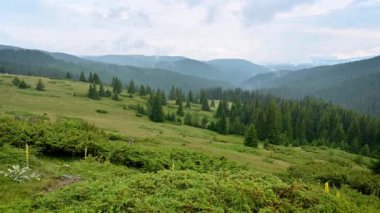 Ağaçlarla kaplı dağ yamaçlarında sabah sisleri, Bulgaristan 'daki Rodop dağları