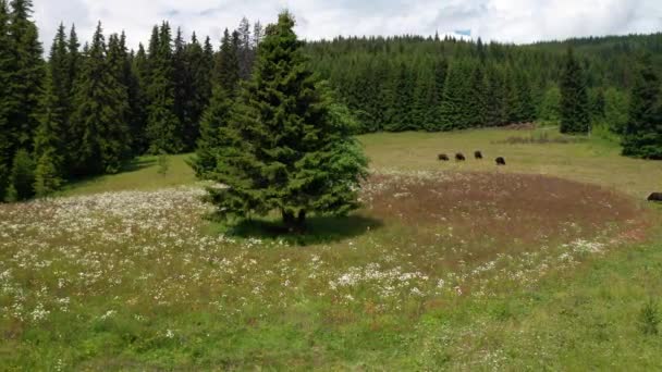 Vídeo Pitoresco Prado Verão Cercado Por Coníferas Com Mansas Vacas — Vídeo de Stock