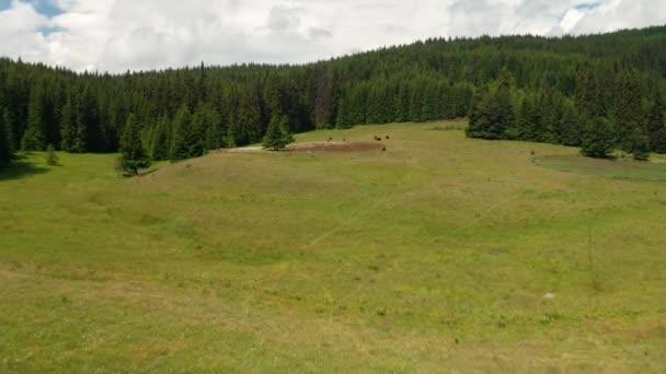 毎週放牧牛がいる針葉樹の木々に囲まれた絵のような夏の牧草地 ブルガリアのロドピ山脈のビデオ — ストック動画