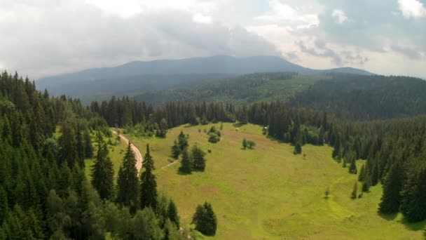 Lot Dronem Nad Malowniczą Letnią Łąką Otoczoną Drzewami Iglastymi Porośniętymi — Wideo stockowe