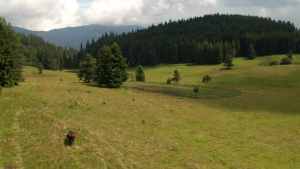Vídeo Pintoresco Prado Verano Rodeado Árboles Coníferas Con Vacas Pastoreo — Vídeo de stock