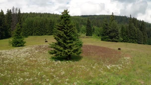 Wideo Malowniczej Letniej Łąki Otoczonej Drzewami Iglastymi Łagodnie Wypasanymi Krowami — Wideo stockowe
