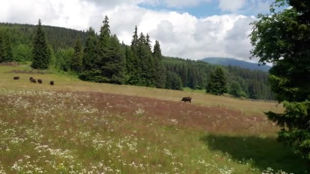 Video Malebné Letní Louky Obklopené Jehličnany Pokorně Pasoucími Krávami Pohoří — Stock video