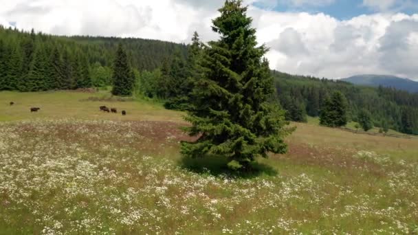 Vídeo Pintoresco Prado Verano Rodeado Árboles Coníferas Con Vacas Pastoreo — Vídeo de stock