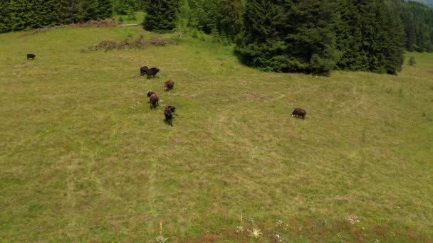 Vídeo Pitoresco Prado Verão Cercado Por Coníferas Com Mansas Vacas — Vídeo de Stock