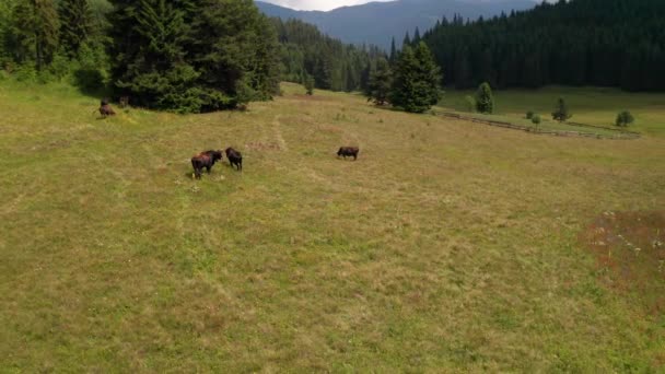 Vidéo Une Prairie Été Pittoresque Entourée Conifères Avec Des Vaches — Video