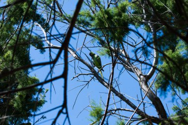 Dalüzerinde papağan, çeşitli dalları aracılığıyla çeşitli dalları aracılığıyla.