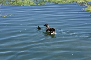 Ördekler bulanık su havuzunda yüzerler. Yüzeydeki yosunlar.