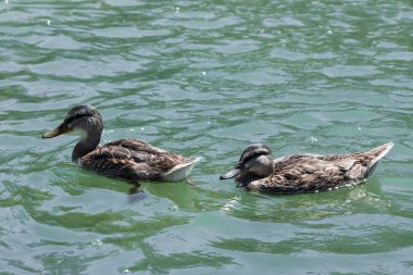 Ördekler bulanık su havuzunda yüzerler. Yüzeydeki yosunlar.