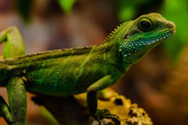 Kertenkele bir kayaya yaslanmış. Yeşil orman kertenkelesi. Doğa.