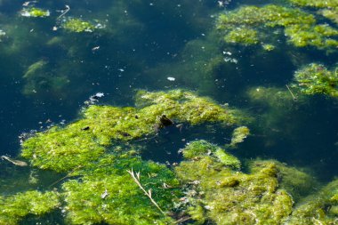 Bulanık su bataklığında kurbağa, yeşil algler dolu. Yaban hayatı.