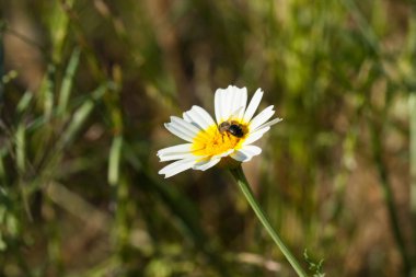 Papatya yıkan polenlerle beslenen arı.