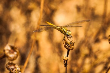 Yusufçuk alanın bir dalı üzerinde, hafif bir arka plan üzerinde dinleniyor. Makro. Doğa ve böcekler.