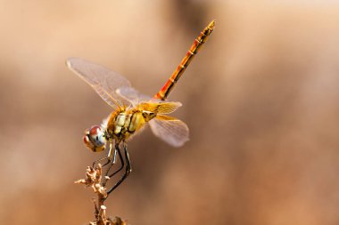 Yusufçuk alanın bir dalı üzerinde, hafif bir arka plan, turuncu üzerinde istirahat. Makro. Doğa ve böcekler.