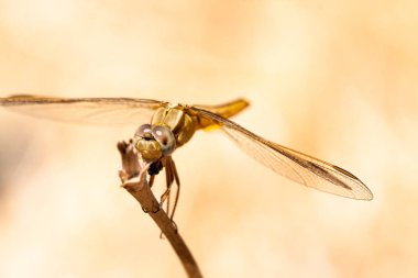 Yusufçuk alanın bir dalı üzerinde, hafif bir arka plan üzerinde dinleniyor. Makro. Doğa ve böcekler.