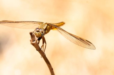 Yusufçuk alanın bir dalı üzerinde, hafif bir arka plan üzerinde dinleniyor. Makro. Doğa ve böcekler.