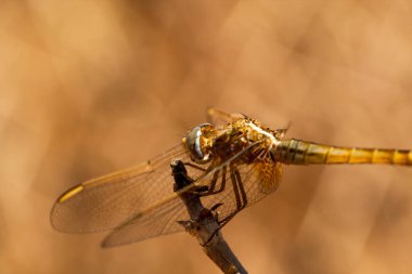 Yusufçuk alanın bir dalı üzerinde, hafif bir arka plan, turuncu üzerinde istirahat. Makro. Doğa ve böcekler.