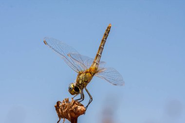 Yusufçuk alanın bir dalı üzerinde, hafif bir arka plan, turuncu üzerinde istirahat. Makro. Doğa ve böcekler.