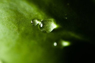 Su damlaları ile doğal yeşil yaprakları, makro ile odaklı, bitki pot. Su damlaları ile yeşil yapraklar.