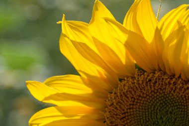 Doğa arka planı olan, tarlaya dikilen ayçiçeği.