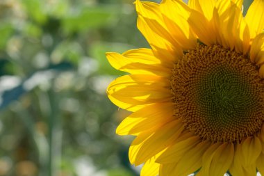 Doğa arka planı olan, tarlaya dikilen ayçiçeği.