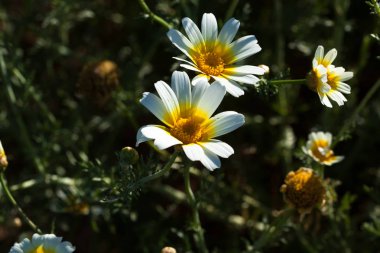 Yeşil çim ve papatyalar doğada, arka planda çeşitli bitkiler üzerinde