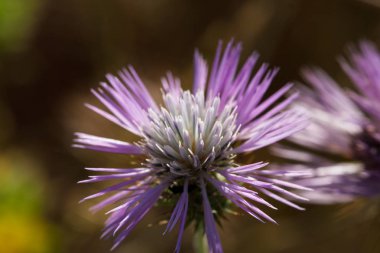 Çiçek makro, alanında doğa odaklı.