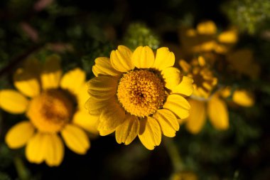 Yeşil çim ve papatyalar doğada, arka planda çeşitli bitkiler üzerinde
