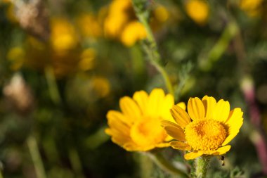 Yeşil çim ve papatyalar doğada, arka planda çeşitli bitkiler üzerinde