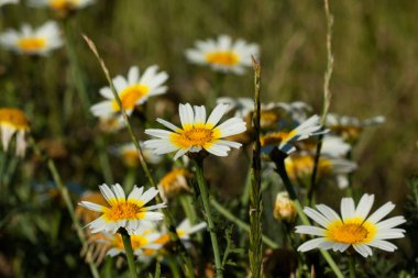 Yeşil çim ve papatyalar doğada, arka planda çeşitli bitkiler üzerinde