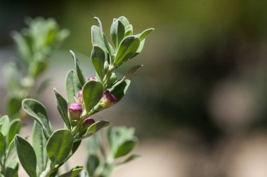 Çiçek makro, alanında doğa odaklı.