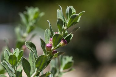 Çiçek makro, alanında doğa odaklı.