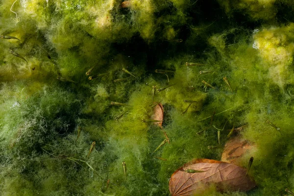 Bulanık su bataklığında kurbağa yavrusu, yeşil algler dolu. Yaban hayatı. — Stok fotoğraf