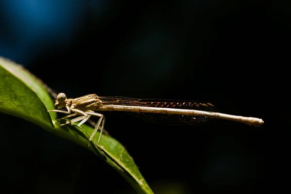 Libelle ruht auf einem grünen Zweig des Feldes, mit schwarzem Hintergrund. Natur und Insekten. — Stockfoto