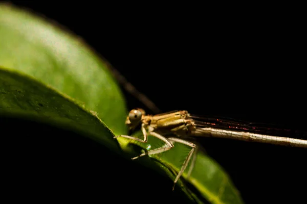 Dragonfly resting on a green branch of the field, with a black background. Nature and insects. — Stock Photo, Image