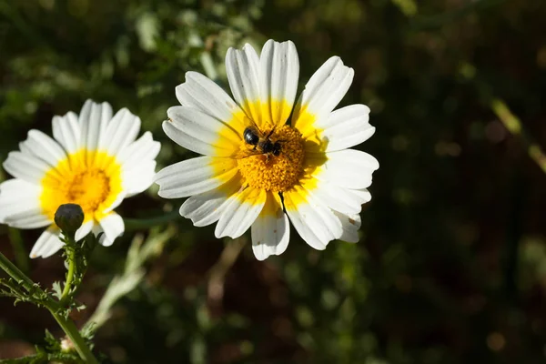 Bee feeding on the pollen that ejects the daisy. — Stock Photo, Image