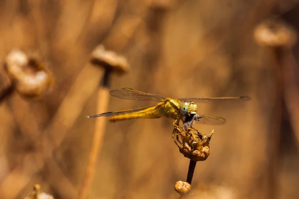 Libellule reposant sur une branche du champ, sur un fond clair. Macro. Nature et insectes . — Photo