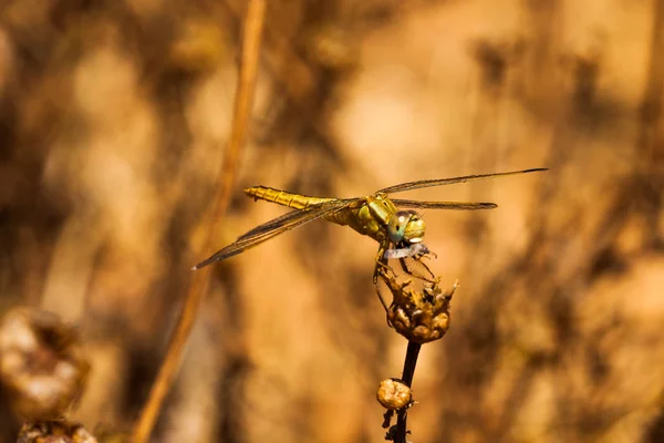 Libellule reposant sur une branche du champ, sur un fond clair. Macro. Nature et insectes . — Photo