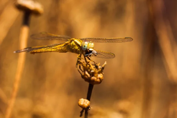 Libellule reposant sur une branche du champ, sur un fond clair. Macro. Nature et insectes . — Photo