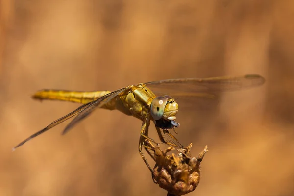 Libellule reposant sur une branche du champ, sur un fond clair. Macro. Nature et insectes . — Photo