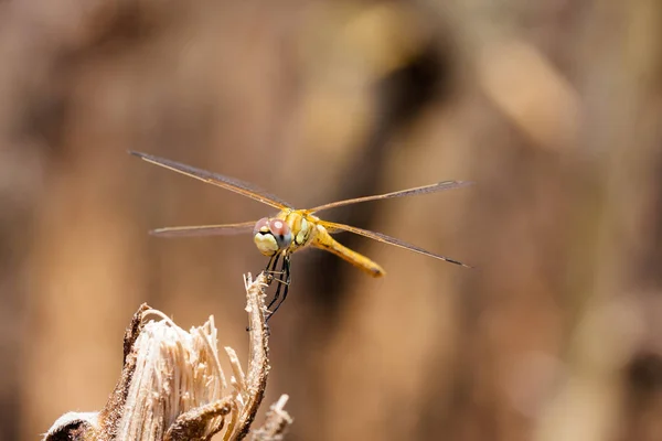 Libélula descansando em um ramo do campo, sobre um fundo claro, laranja. Macro. Natureza e insetos . — Fotografia de Stock