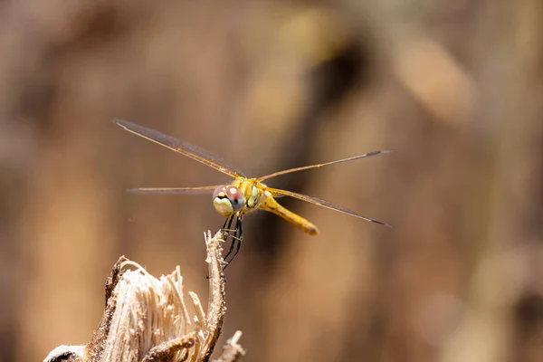 Libellule reposant sur une branche du champ, sur un fond clair, orange. Macro. Nature et insectes . — Photo