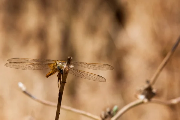 Libellule reposant sur une branche du champ, sur un fond clair. Macro. Nature et insectes . — Photo