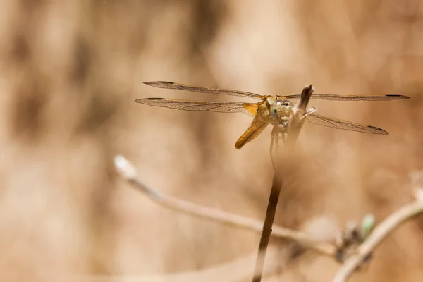 Libellule reposant sur une branche du champ, sur un fond clair. Macro. Nature et insectes . — Photo