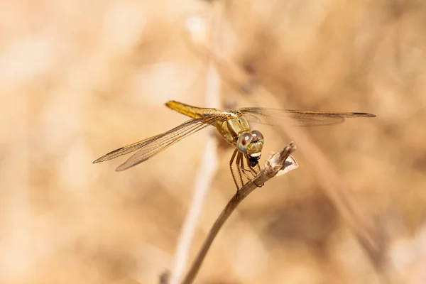 Libellule reposant sur une branche du champ, sur un fond clair. Macro. Nature et insectes . — Photo