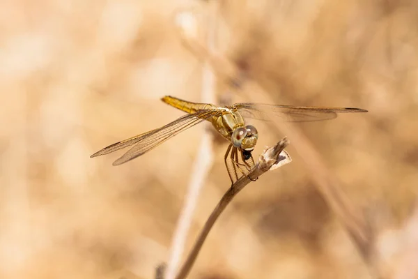 Libellule reposant sur une branche du champ, sur un fond clair. Macro. Nature et insectes . — Photo