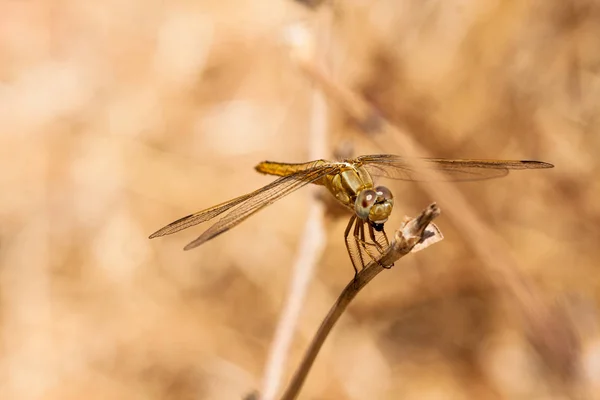 Libellule reposant sur une branche du champ, sur un fond clair. Macro. Nature et insectes . — Photo